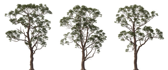 Eucalyptus citriodora tree frontal trees isolated png in sunny daylight on a transparent background premium cutout (spotted gum, lemon-scented iron gum) © Roman