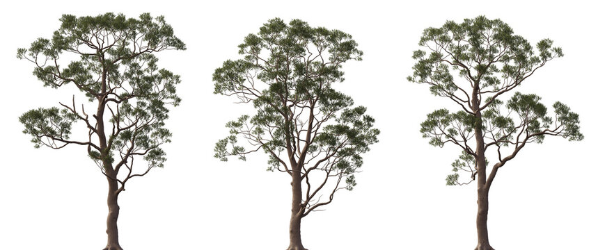 Eucalyptus citriodora tree frontal trees isolated png in sunny daylight on a transparent background premium cutout (spotted gum, lemon-scented iron gum)