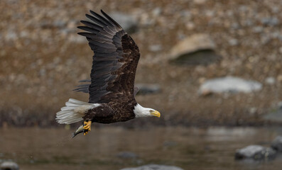 Fototapeta premium A bald eagle fishing in Maine