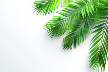 Fototapeta premium template for text, advertising with palm branches.