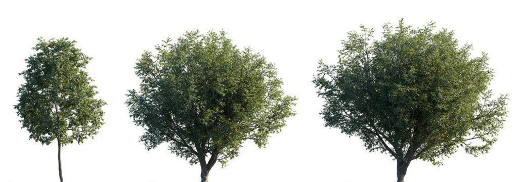 Fagus longipetiolata beech tree frontal set of street isolated png on a transparent background premium cutout (Fagaceae) sunny light