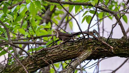 A bird carrying reeds for its nest