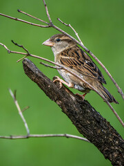 A beautiful sparrow