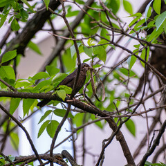 A bird carrying reeds for its nest