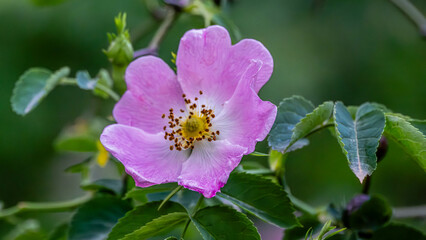 Fototapeta premium Rosa rugosa or wild rose