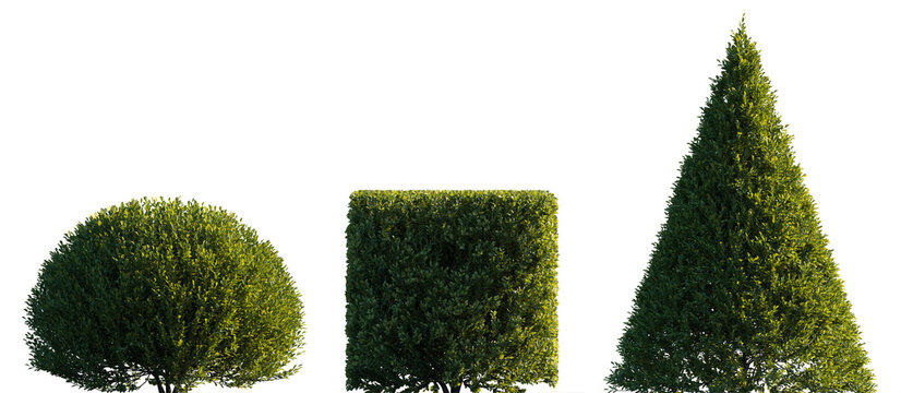 Buxus sinica set frontal bush shrub isolated png on a transparent background premium cutout (Boxwood, Korean Boxwood, Chinese box, small-leaved box, Buxaceae)