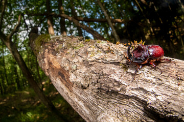 Scarabeo rinoceronte