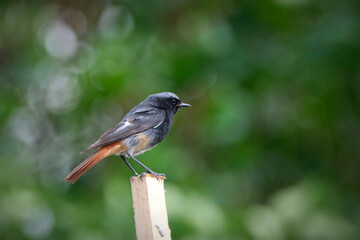 Hausrotschwanz ( Phoenicurus ochruros ).