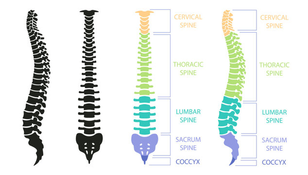 Human spinal column structure with backbone and spine skeletal icon