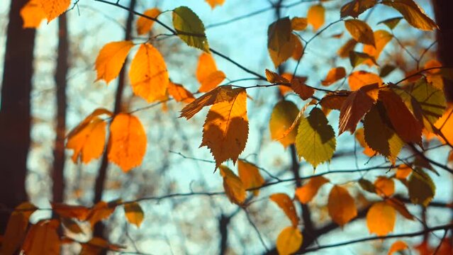 Colorful leaf flows on wind yellow leaves blowing in autumn forest