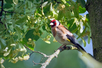 Stieglitz ( Carduelis carduelis ).