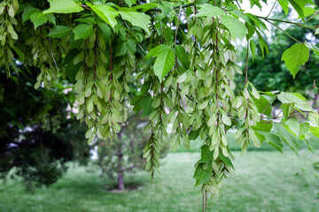 Maple earrings on a branch in spring. Negundo boxwood (Acer negundo), also known as Monitoba maple,...