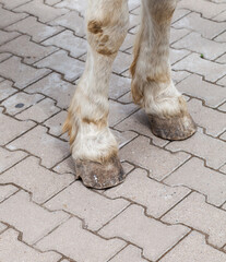 Unshod hooves of a horse. Close-up of horse hooves.