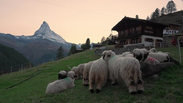Sunset sky over Matterhorn mountain and flock of Valais blacknose sheep on hill at Switzerland