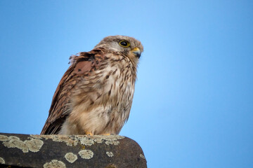 Turmfalke ( Falco tinnunculus ).