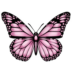 Pink butterfly illustration 