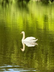 swan on the lake