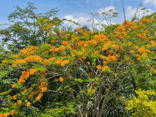 Mexican bird of paradise tree in the park. Blooming peacock flower (Caesalpinia pulcherrima).