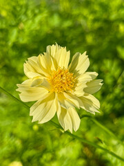 Blooming Pale Yellow Cosmos
Soft yellow flower in the garden calls Cosmos bipinnatus.