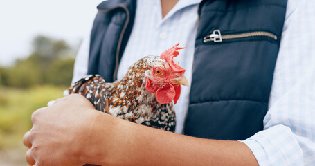 Person, rooster and farm love or nature in countryside for carbon capture, sustainability or...