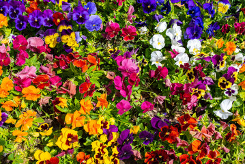 Viola tricolor. White, yellow, blue, purple pansies are varied in color.