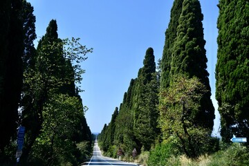 Il viale dei Cipressi che dall'Oratorio di San guido (sulla via Aurelia) conduce a Bolgheri  ombreggiato da entrami i lati una fila fittissima di cipressi 