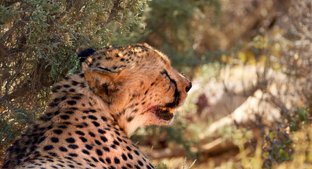 Cheetah, wildlife and resting with tree in natural habitat or lying with spotted pattern in nature....
