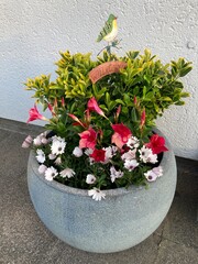 Einpflanzung mit Blumen im Blumentopf mit Schild Willkommen mit Mandevilla, Kapmargarite und...
