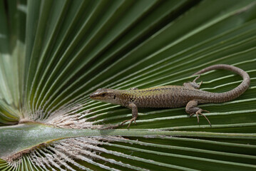 Close-up of a free-living lizard climbing around on a fanned leaf of a palm tree in Sicily. The...