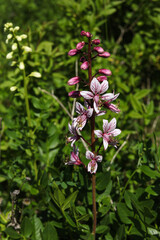 Close-up of a pink and white Dictamnus albus
 flower on a meadow
