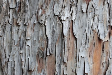 bark texture of a tree. 