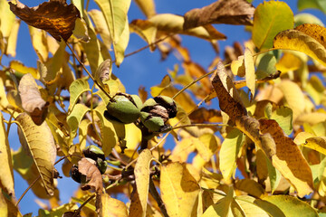 Ripe walnuts on the tree