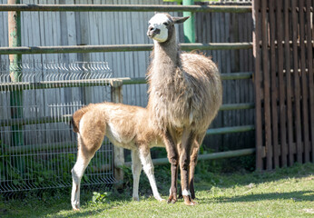 Obraz premium little llama
