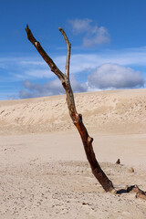 Dead tree on the Lacka Dune in Slovincian National Park, Leba, Poland