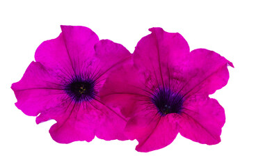 Naklejka premium Petunia flower isolated