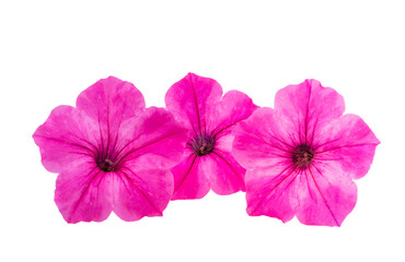 Petunia flower isolated