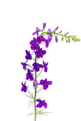 larkspur flower isolated