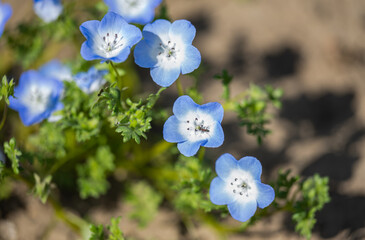 blue nemophila flowers