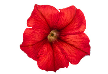 red petunia flower isolated