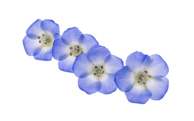 blue nemophila flower isolated