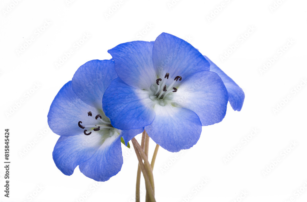 Poster Nemophila flowers isolated