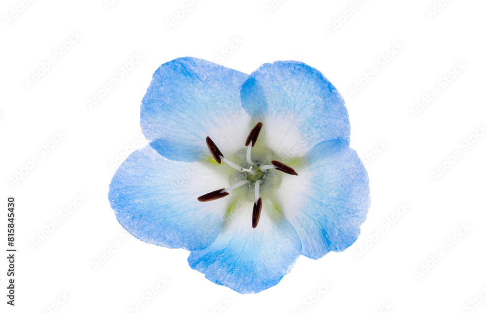 Poster nemophila flowers isolated