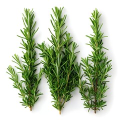 Fresh and Fragrant Rosemary Herbs - Professional Product Photography