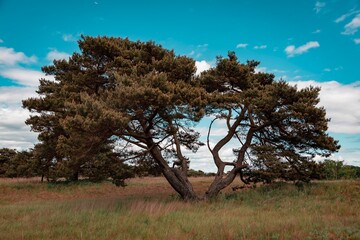 Ein einsamer Baum in Gel&auml;nde