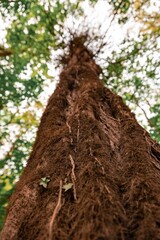 Ein Baum von unten nach ober fotografiert