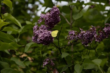 Wiesensalbei auf dem ein Zitronenfalter sitzt