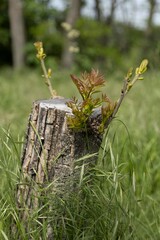 Ein gef&auml;llter Baum der neu erbl&uuml;ht