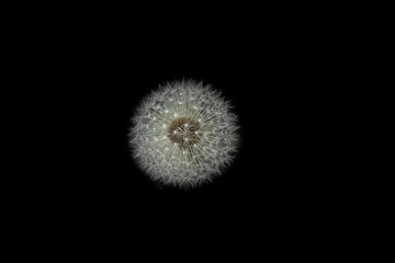 Gew&ouml;hnlicher L&ouml;wenzahn mit schwarzem Hintergrund