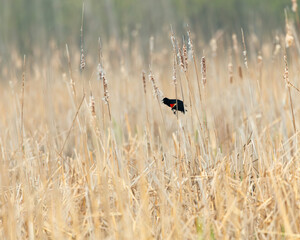 Side view of an adult male red-winged blackbird seen balancing on reed with beak open in the Léon-Provancher marsh during a spring morning, Neuville, Quebec, Canada