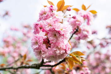 blooming sakura against the blue sky, spring landscape